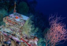 Inside a quest to learn about the ocean’s mysterious “deep reefs”