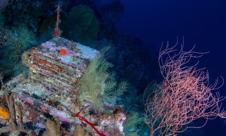 Inside a quest to learn about the ocean’s mysterious “deep reefs”