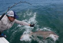 Researchers catch sharks off NY’s Hamptons, attach trackers to toothy predators – WTOP News