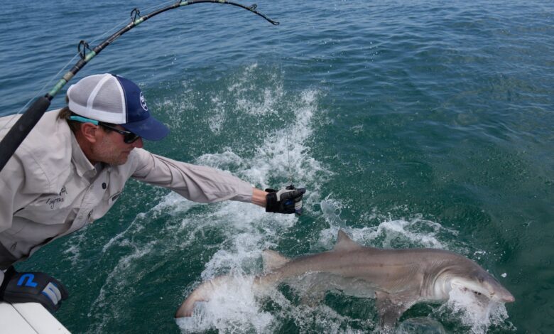 Researchers catch sharks off NY’s Hamptons, attach trackers to toothy predators – WTOP News