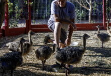 Bullets, blood and ostrich feathers: Why are they killing Mike Matson’s beloved desert birds?