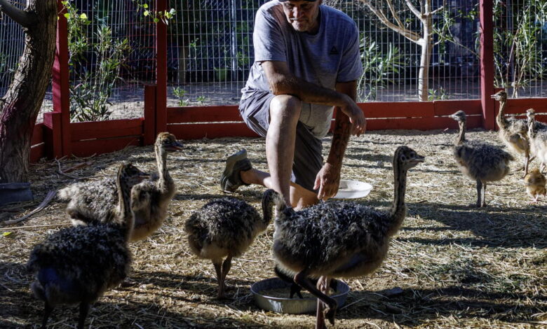 Bullets, blood and ostrich feathers: Why are they killing Mike Matson’s beloved desert birds?