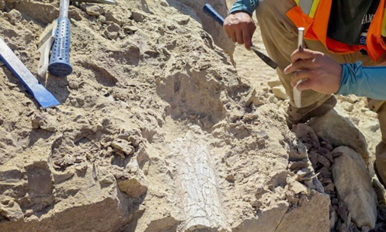 Thunder beast or swamp rhino? Fossils of prehistoric animal uncovered at SoCal construction site Thunder beast or swamp rhino? Fossils of prehistoric animal uncovered at SoCal construction site