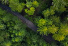 Tribes could co-manage ancestral forests under bill heading to Newsom’s desk