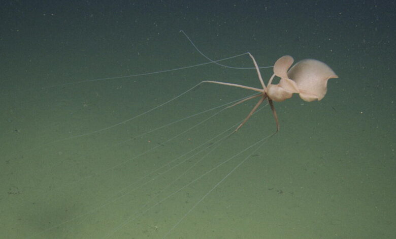 ‘I was just mesmerized.’ Researchers capture first northeast Pacific sighting of spooky squid