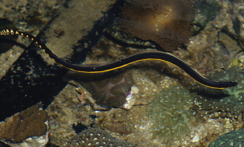 Rare venomous sea snake washes up on a SoCal beach Rare venomous sea snake washes up on a SoCal beach