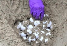 Biologists move unprecedented Orange County sea turtle eggs to protect them from hurricane-driven waves