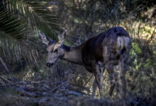 Killing of Catalina Island’s mule deer has begun, official confirms