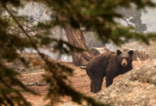 Pooch gives life trying to save California couple during bear attack