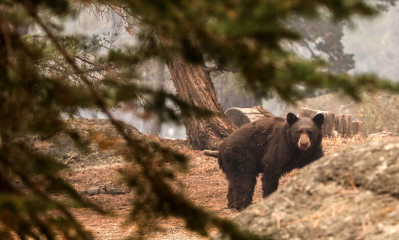 Pooch gives life trying to save California couple during bear attack Pooch gives life trying to save California couple during bear attack