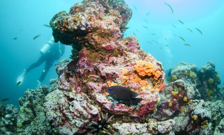 As world braces for ‘super’ El Niño, research suggests global warming has increased its punch