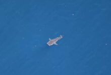 In rare sighting, whale shark spotted between Malibu and Santa Barbara Island