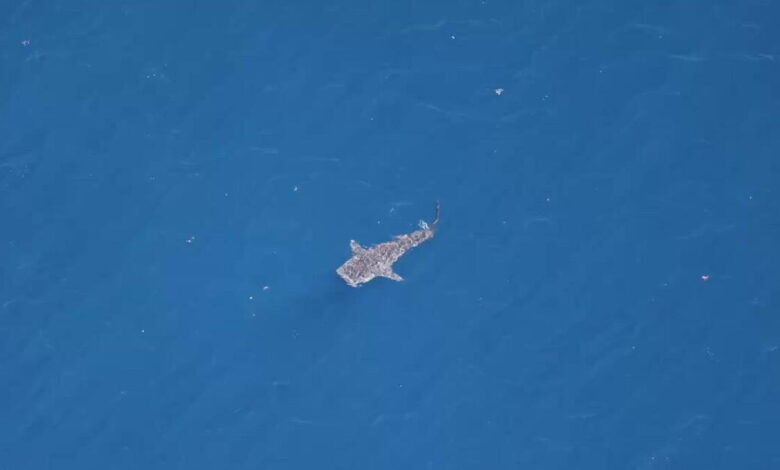 In rare sighting, whale shark spotted between Malibu and Santa Barbara Island In rare sighting, whale shark spotted between Malibu and Santa Barbara Island