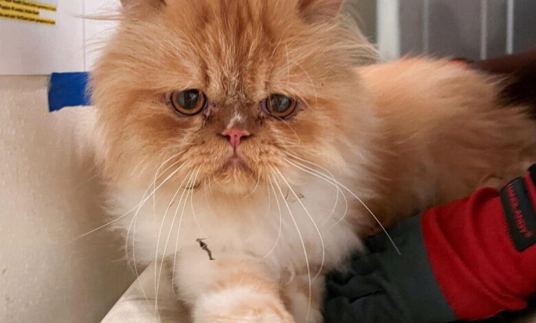 Dark turn for SoCal animal rescue: 500 cats, living and dead, seized by authorities