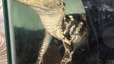 Feds find small alligator, 42 kilos of fentanyl in downtown L.A. luxury apartment