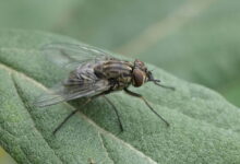 Have you been swarmed by biting flies? Why they’re ‘no joke’