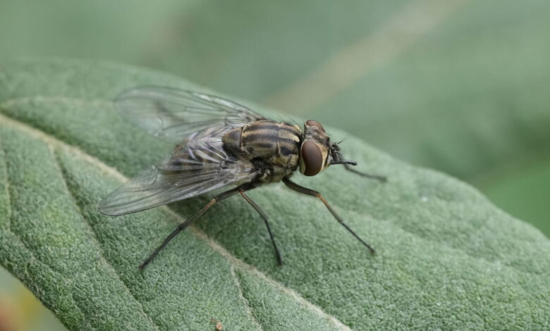 Have you been swarmed by biting flies? Why they’re ‘no joke’ Have you been swarmed by biting flies? Why they’re ‘no joke’