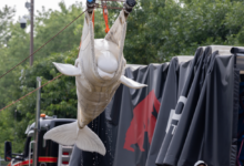 3rd beluga whale dies after being moved to Shedd Aquarium from shuttered Marineland in Canada