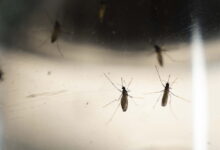 Chicago just had its first West Nile death of the year. Here’s how to protect yourself.