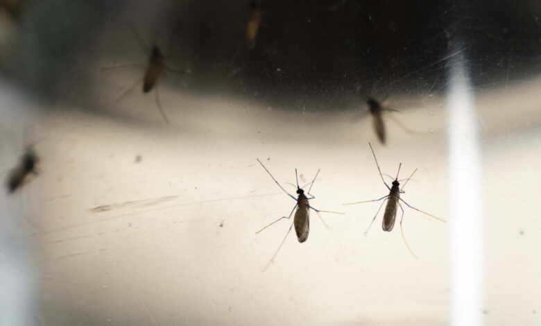 Chicago just had its first West Nile death of the year. Here’s how to protect yourself. Chicago just had its first West Nile death of the year. Here’s how to protect yourself.