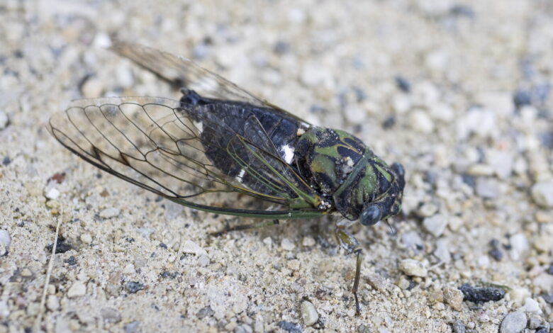 Are cicadas louder this year?