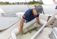 Sand Tiger Sharks Rebound in Boston Harbor Following Decades-Long Cleanup