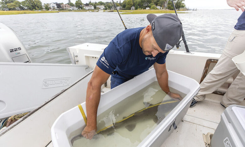 Sand Tiger Sharks Rebound in Boston Harbor Following Decades-Long Cleanup