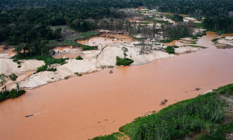 Interpol Targets Global Networks Behind Amazon’s Mass Deforestation