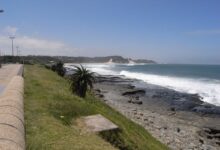 Swimmer Killed in Fatal Shark Attack Off South Africa’s Eastern Cape Coast