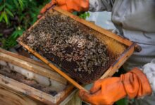 Texas HOA and Homeowner Feud Over Beehive Shuts Down Neighborhood Park