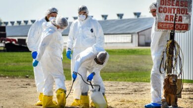 Stalled Bird Flu Vaccine Plans Threaten Poultry Flocks and Egg Prices This Winter Stalled Bird Flu Vaccine Plans Threaten Poultry Flocks and Egg Prices This Winter