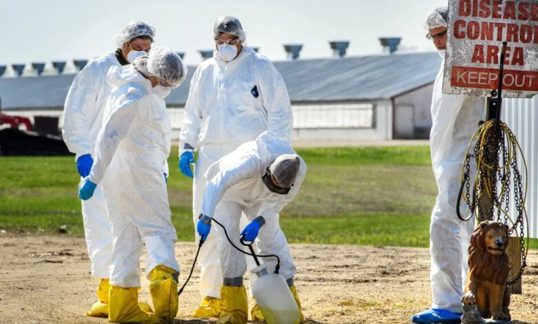 Stalled Bird Flu Vaccine Plans Threaten Poultry Flocks and Egg Prices This Winter Stalled Bird Flu Vaccine Plans Threaten Poultry Flocks and Egg Prices This Winter