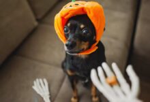Pet Halloween Costumes Grow Into a Billion-Dollar Industry as Owners Embrace Spooky Season