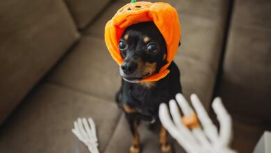 Pet Halloween Costumes Grow Into a Billion-Dollar Industry as Owners Embrace Spooky Season