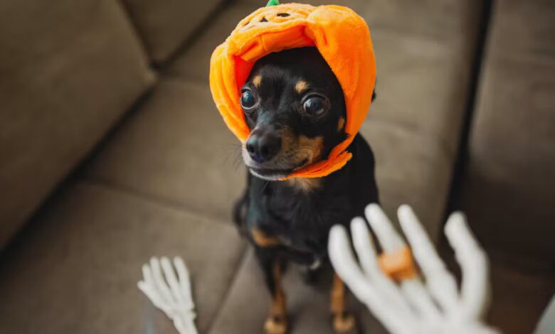 Pet Halloween Costumes Grow Into a Billion-Dollar Industry as Owners Embrace Spooky Season