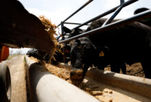 USDA Expands Mexican Cattle Import Resumption to Additional Ports