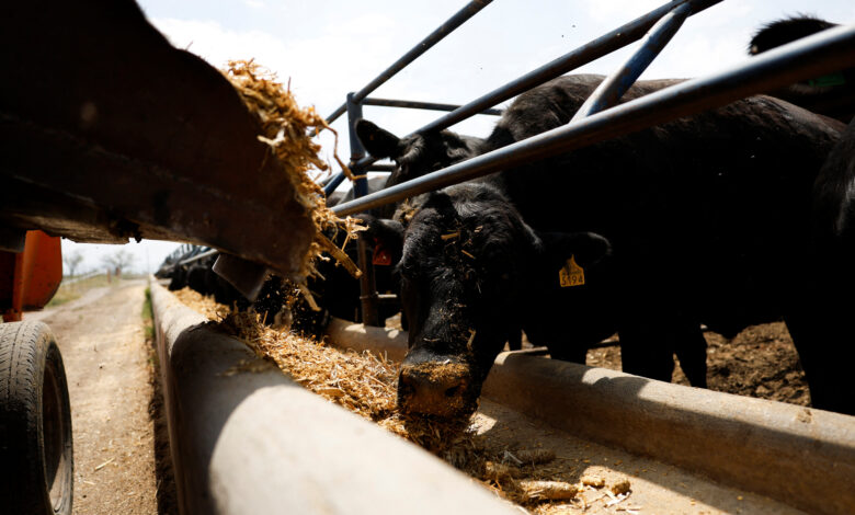 USDA Expands Mexican Cattle Import Resumption to Additional Ports