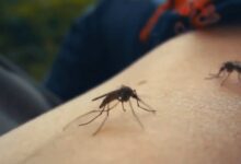 Florida Health Officials Confirm Two Locally Acquired Dengue Fever Cases in Citrus County