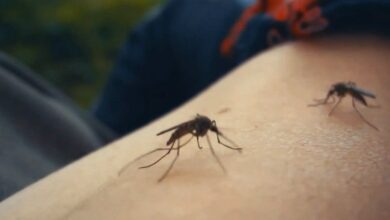 Florida Health Officials Confirm Two Locally Acquired Dengue Fever Cases in Citrus County
