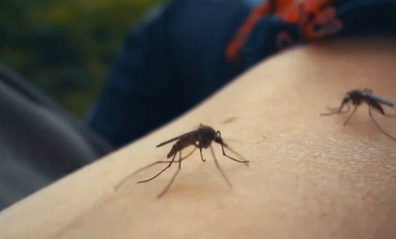 Florida Health Officials Confirm Two Locally Acquired Dengue Fever Cases in Citrus County