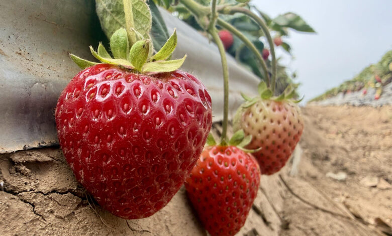 California Farmers Use Steam to Combat Toxic Soil Chemicals California Farmers Use Steam to Combat Toxic Soil Chemicals