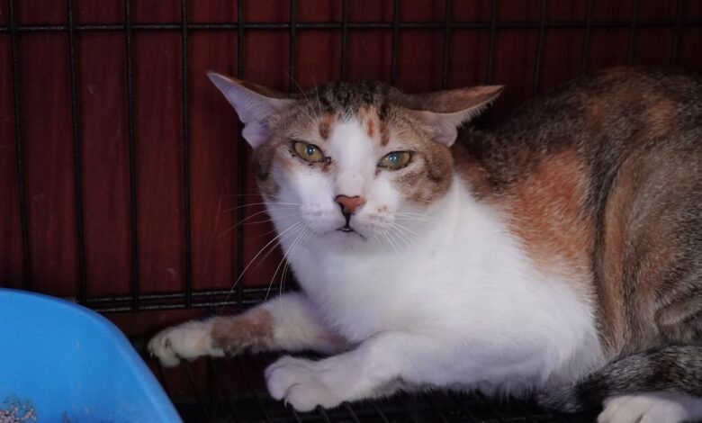 Police Break Up Ring Targeting Thousands of City Cats Police Break Up Ring Targeting Thousands of City Cats