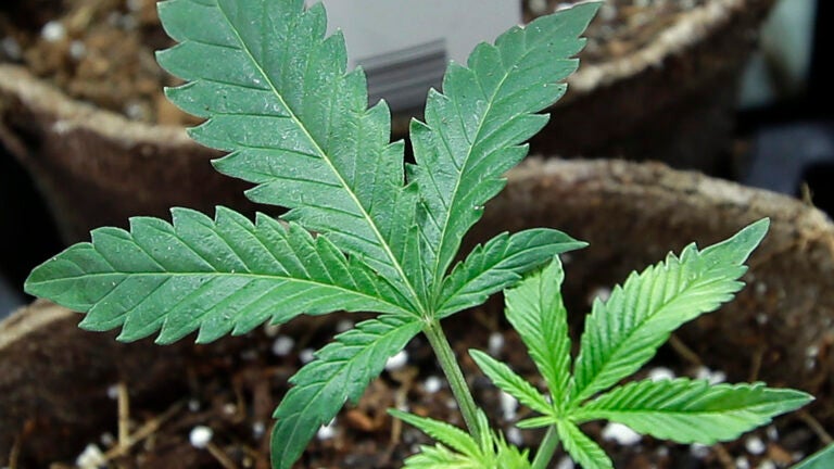 What to know about Mass. Ballot Question 8, which would prohibit recreational marijuana What to know about Mass. Ballot Question 8, which would prohibit recreational marijuana