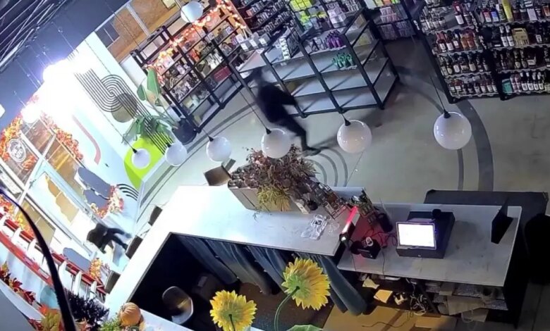 Nineteen Northwest Side Businesses Hit in Chicago Smash-and-Grab Burglaries Nineteen Northwest Side Businesses Hit in Chicago Smash-and-Grab Burglaries