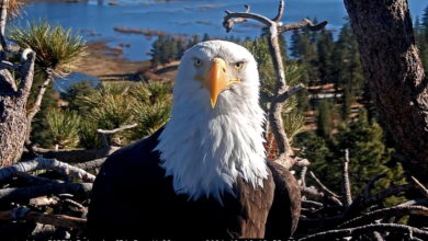 Cause of Death Revealed for Jackie the Famous Big Bear Bald Eagle Cause of Death Revealed for Jackie the Famous Big Bear Bald Eagle