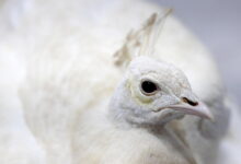 Pasadena’s white peacock Sugar, beaten by mail carrier, is relocated to private California ranch