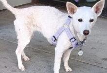 Ten-Year-Old Jack Russell Terrier Reunited With Owners After Surviving Month Alone in Yellowstone