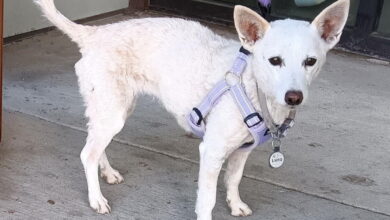 Ten-Year-Old Jack Russell Terrier Reunited With Owners After Surviving Month Alone in Yellowstone Ten-Year-Old Jack Russell Terrier Reunited With Owners After Surviving Month Alone in Yellowstone