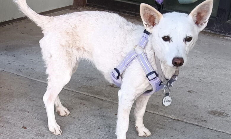 Ten-Year-Old Jack Russell Terrier Reunited With Owners After Surviving Month Alone in Yellowstone